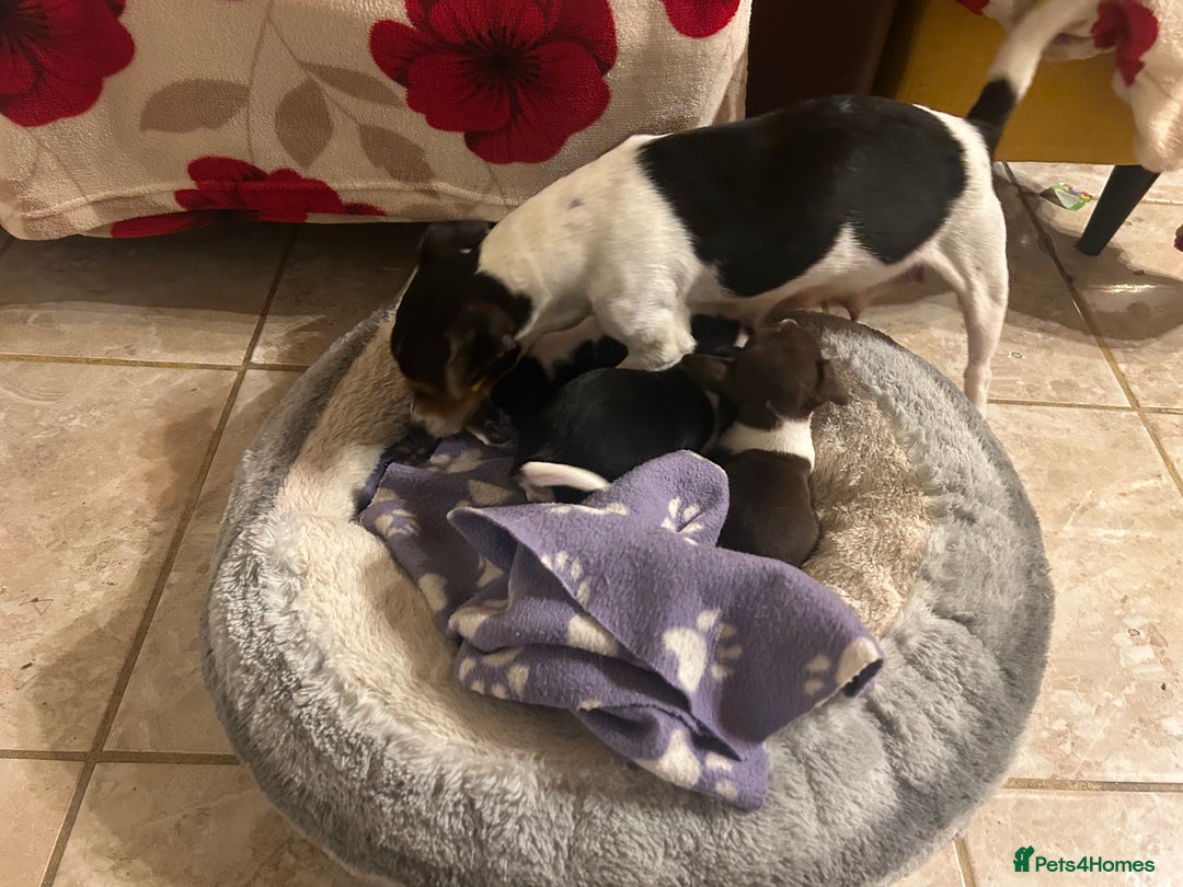 Jack Russell dogs for sale: Jack Russell puppies short legged  - Image 5
