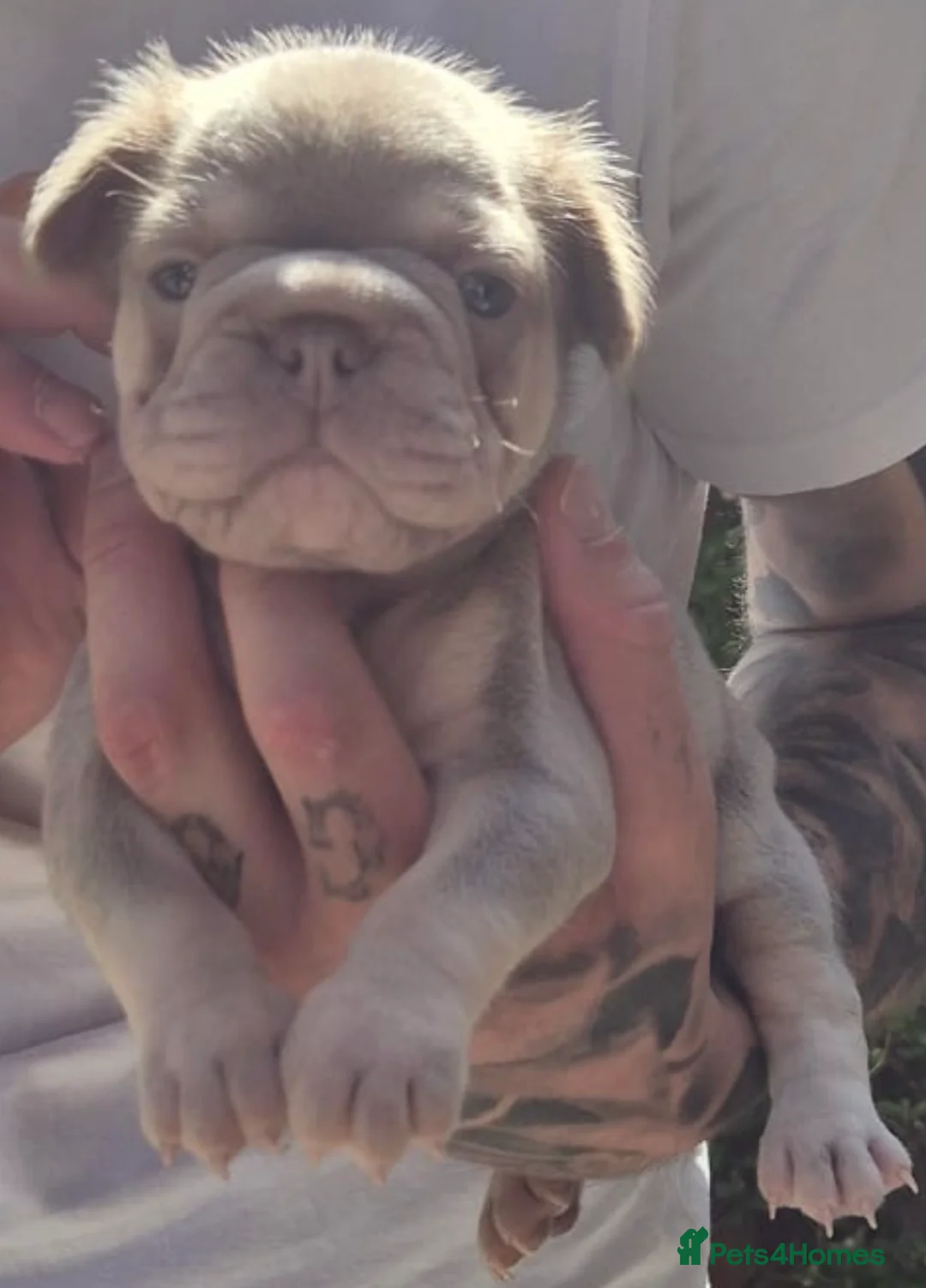 French Bulldog dogs for sale: French bulldogs  - Advert 2