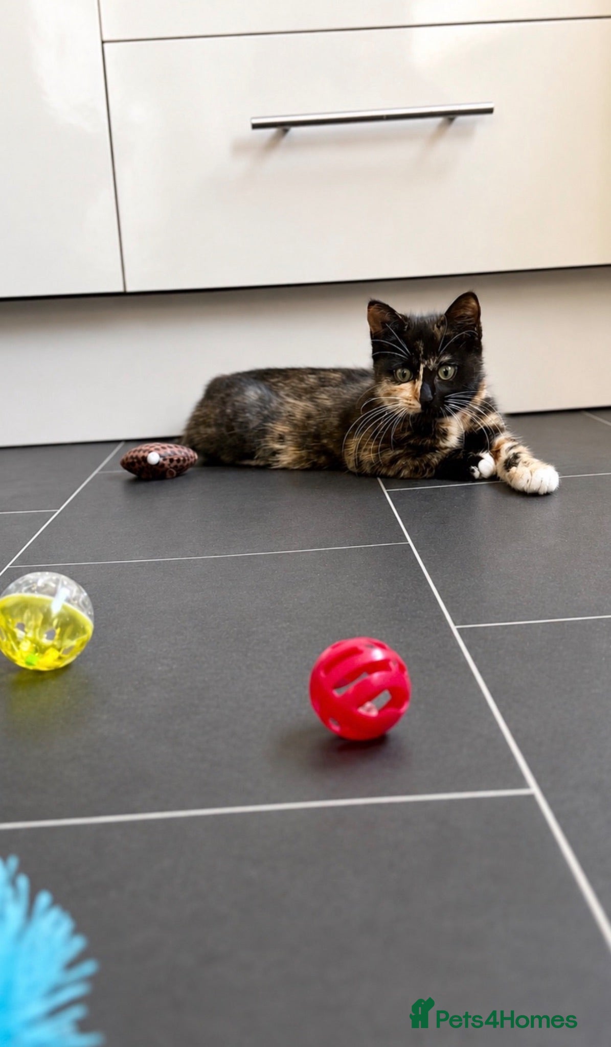 Domestic Shorthair cats Short hair tabby  - Advert 6