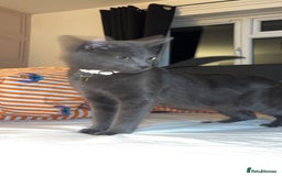 Domestic Shorthair cats for sale: Aurora blue domestic short hair  - Image 1