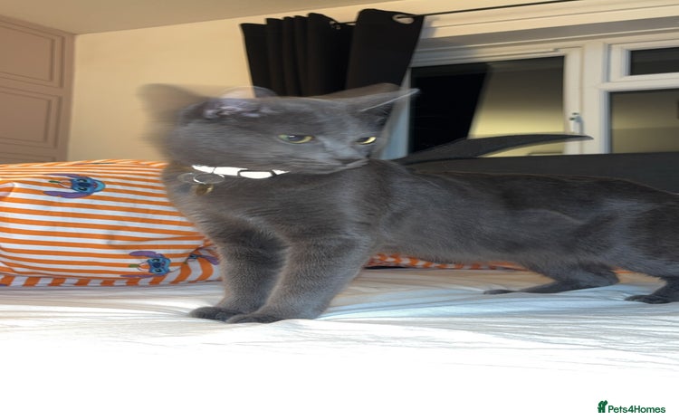 Domestic Shorthair cats - Advert 5