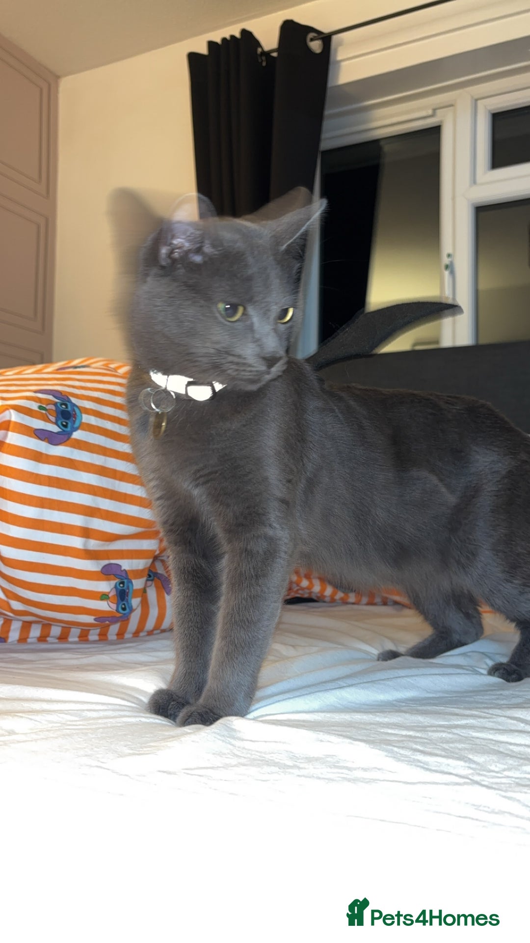 Domestic Shorthair cats for sale: Aurora blue domestic short hair  - Image 1