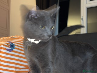 Domestic Shorthair cats for sale: Aurora blue domestic short hair - Advert 2