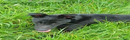 Lurcher dogs for sale: Lurcher - Advert 3