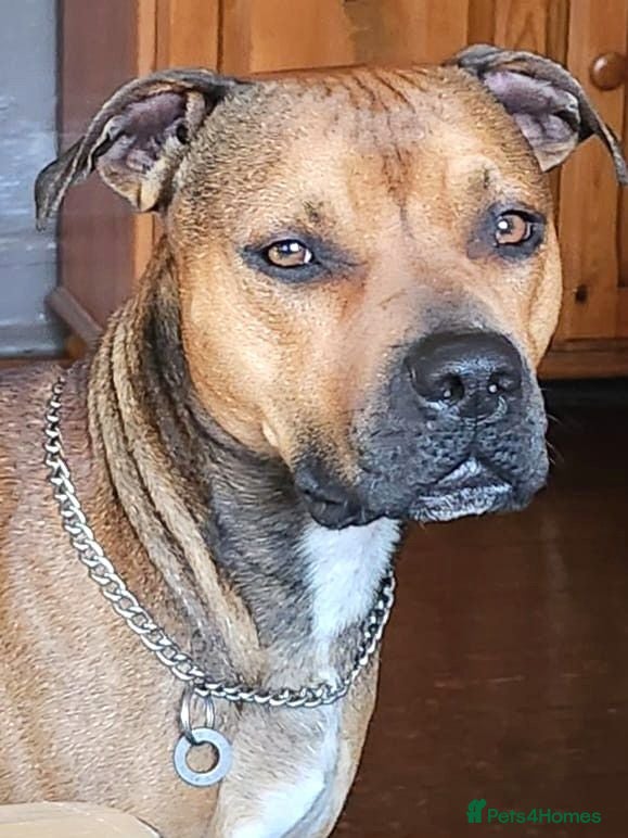 Mixed Breed dogs JEFF 5yr old Staffie cross - Advert 1
