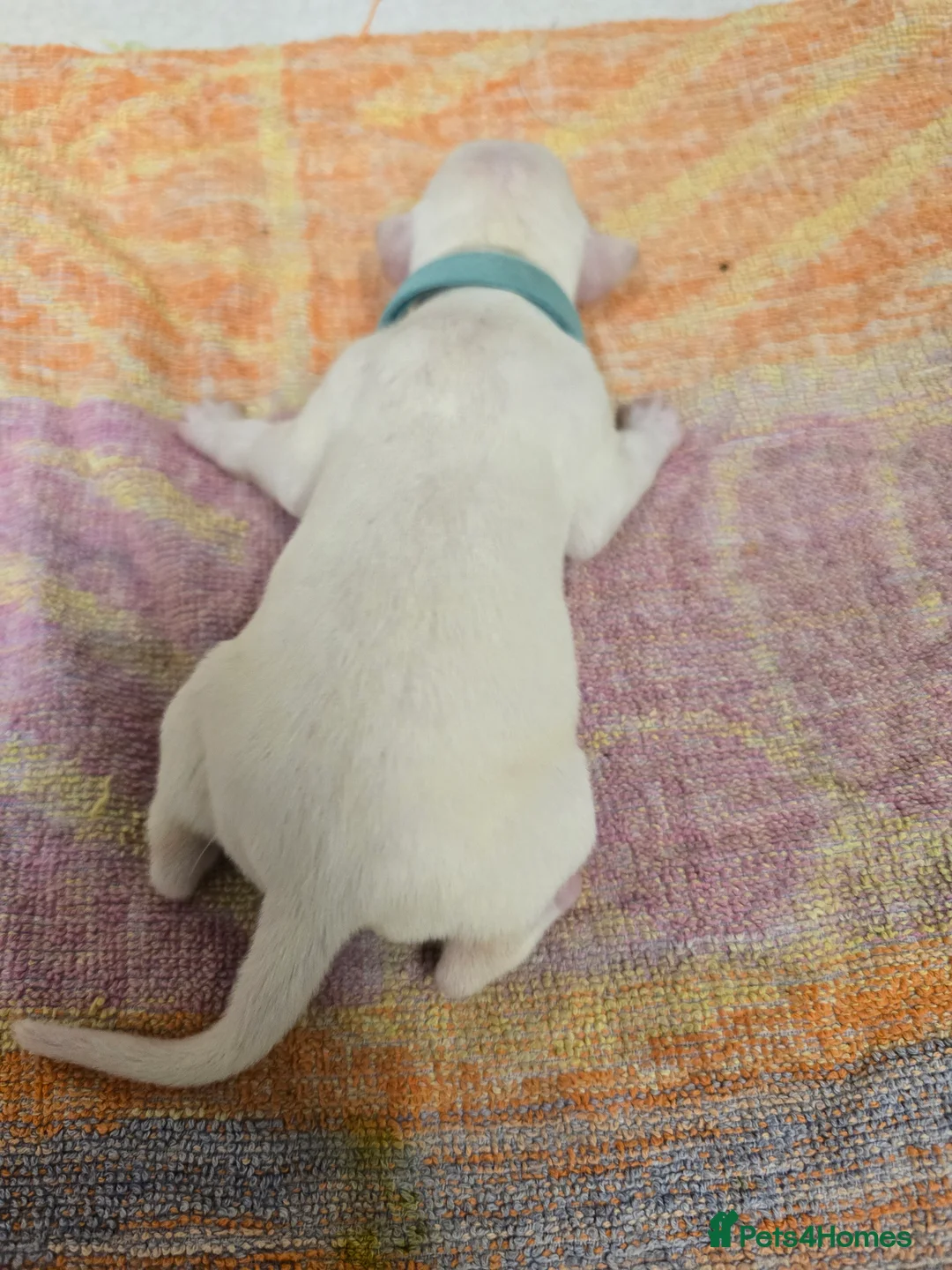 Mixed Breed dogs for sale: English pointer cross saluki/greyhound  - Advert 21