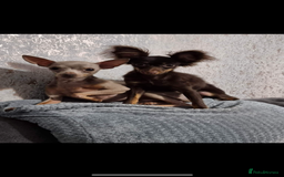 Russian Toy Terrier dogs for sale: Choc & tan smooth coat - Image 8