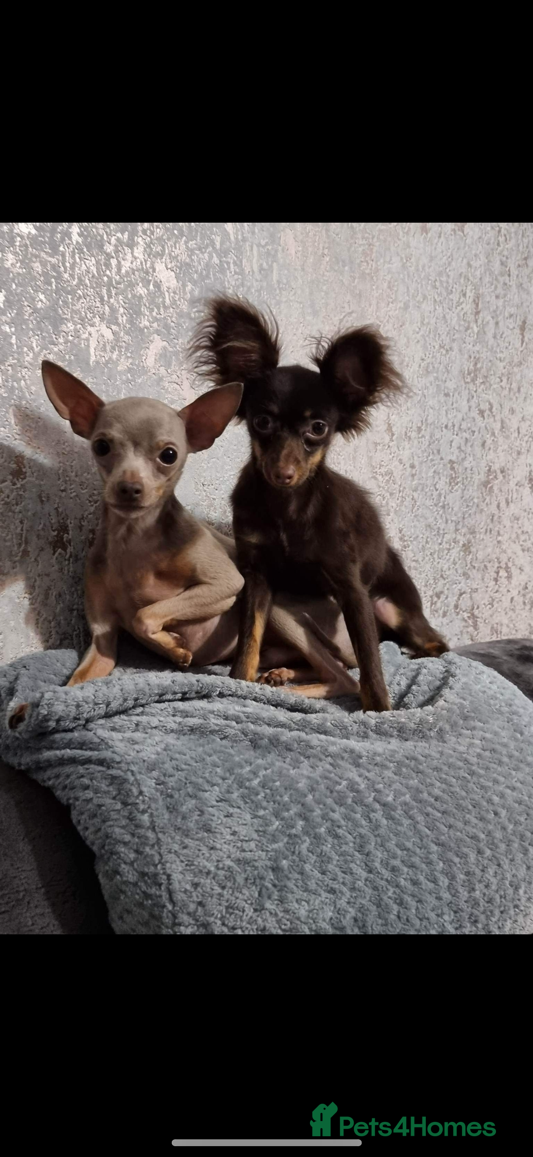 Russian Toy Terrier dogs for sale: Choc & tan smooth coat - Image 8