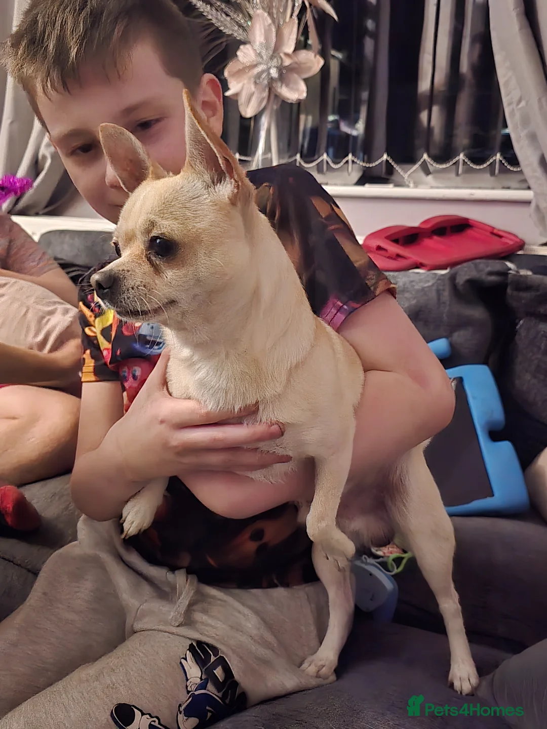 Chihuahua dogs for sale: Chihuahua male for sale  - Advert 4