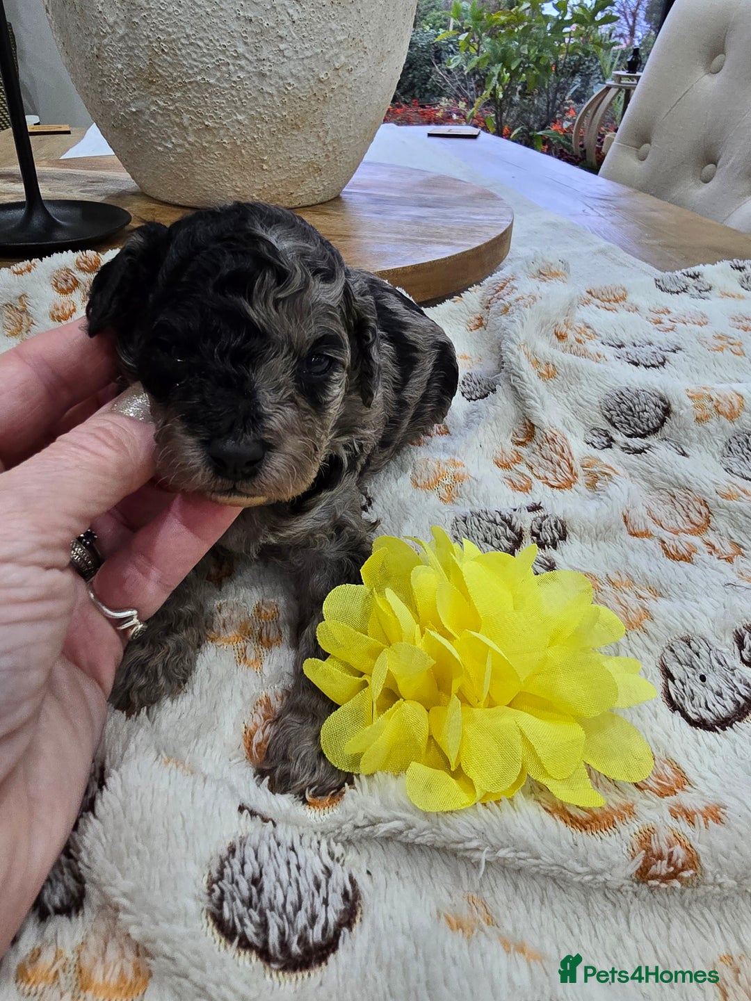 Cavapoo dogs for sale: Beautiful fully health tested cavapoo puppies  - Advert 25