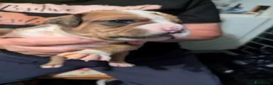 Winston