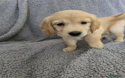 Golden Retriever dogs for sale: Beautiful golden retriever puppies for sale.  - Image 5
