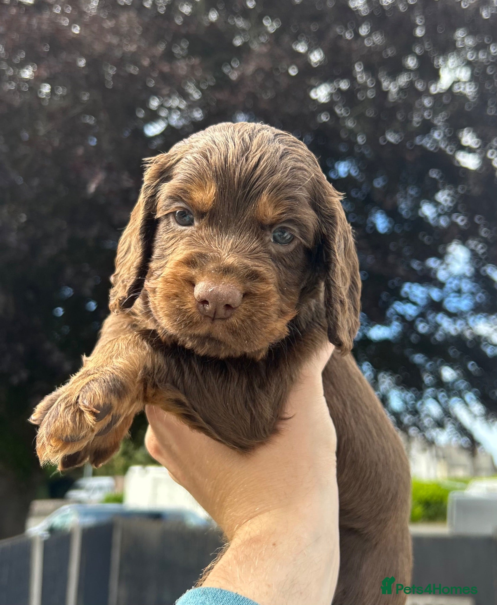 Cocker Spaniel dogs KC Cocker spaniel boys ready 2nd July.  - Advert 10