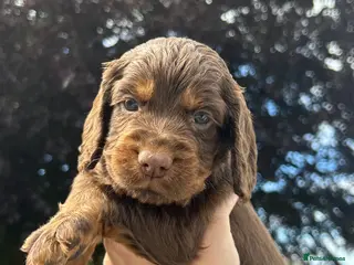 Cocker Spaniel dogs KC Cocker spaniel boys ready 2nd July. - Advert 10