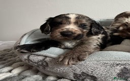 Sprocker dogs for sale: STRIKING SPROCKER SPANIEL PUPPIES  - Image 7