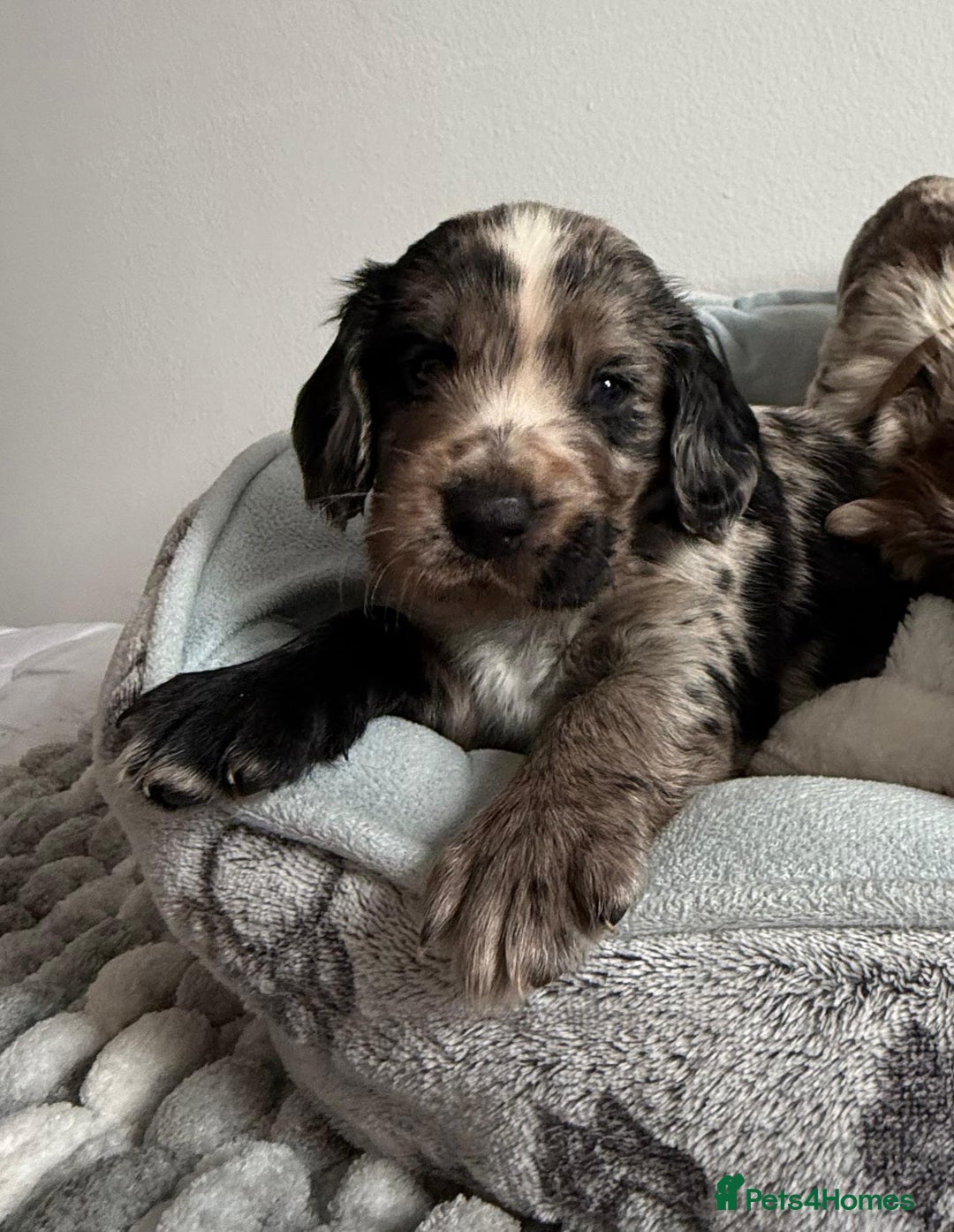 Sprocker dogs for sale: STRIKING SPROCKER SPANIEL PUPPIES  - Image 7