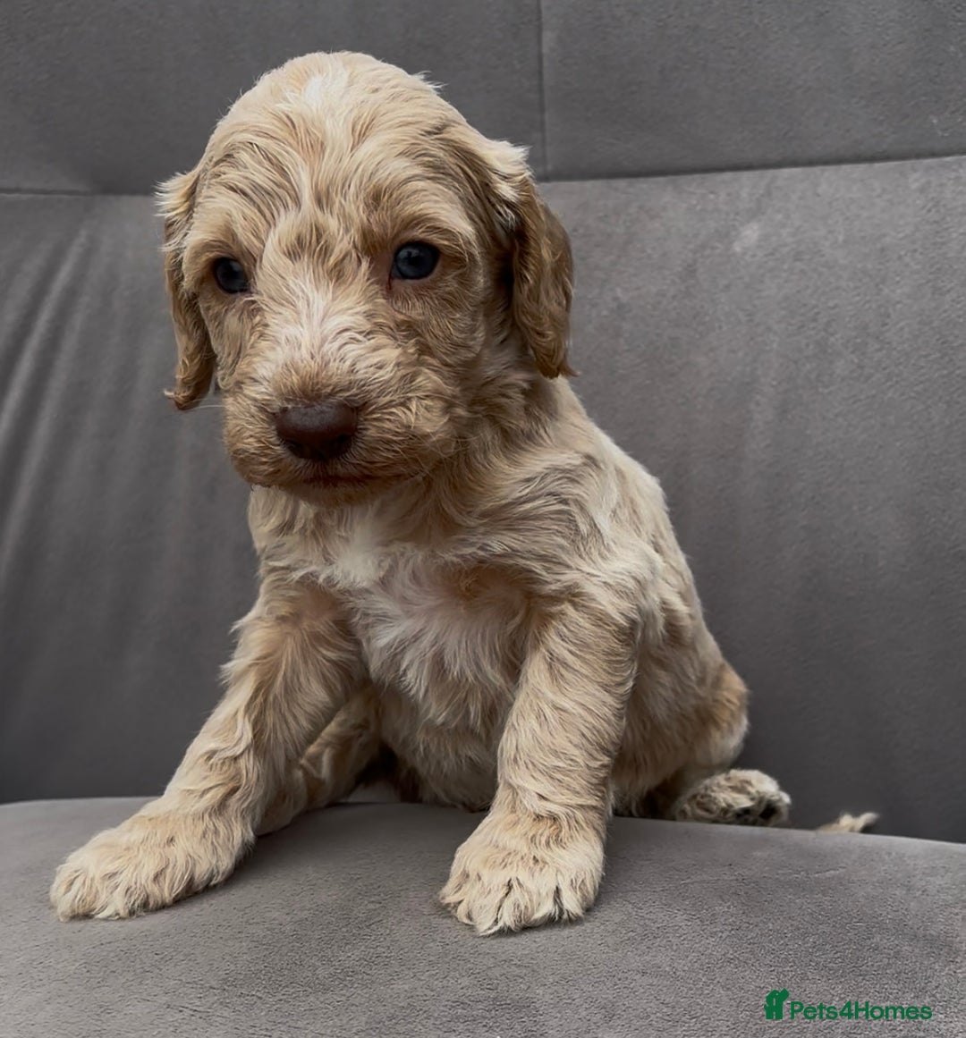 Cockapoo dogs for sale: stunning cockapoo puppies  - Image 5