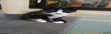 Michael