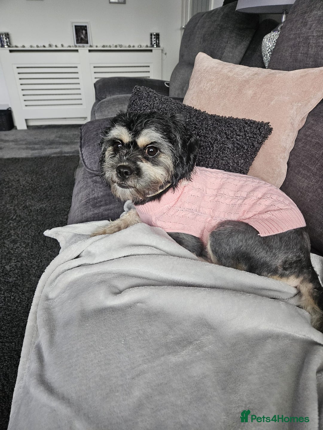 Malshi dogs for sale: Brandi shihtzu x - Image 6