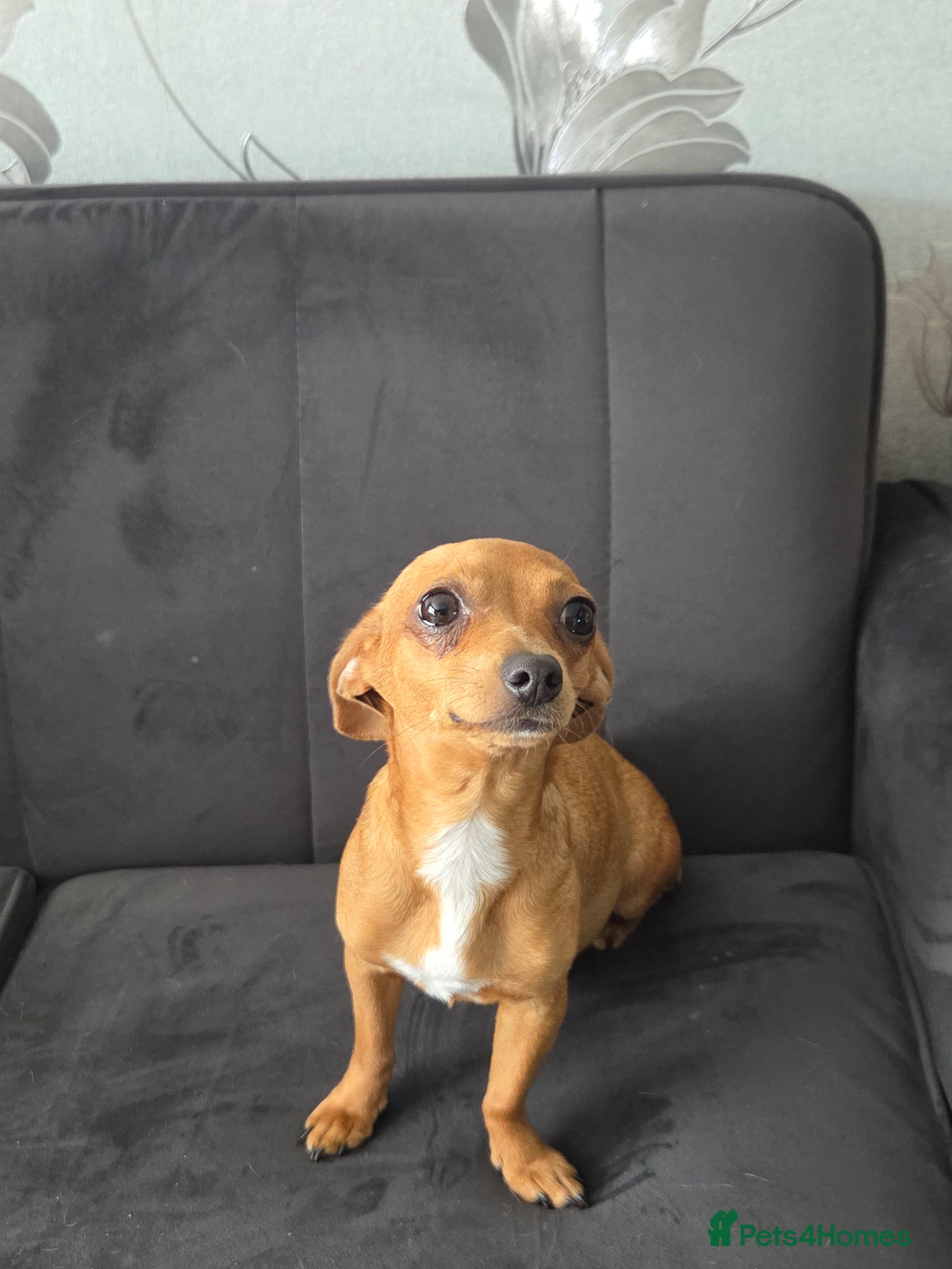 Mixed Breed dogs Chiweenie puds due 12th Aug - Advert 2