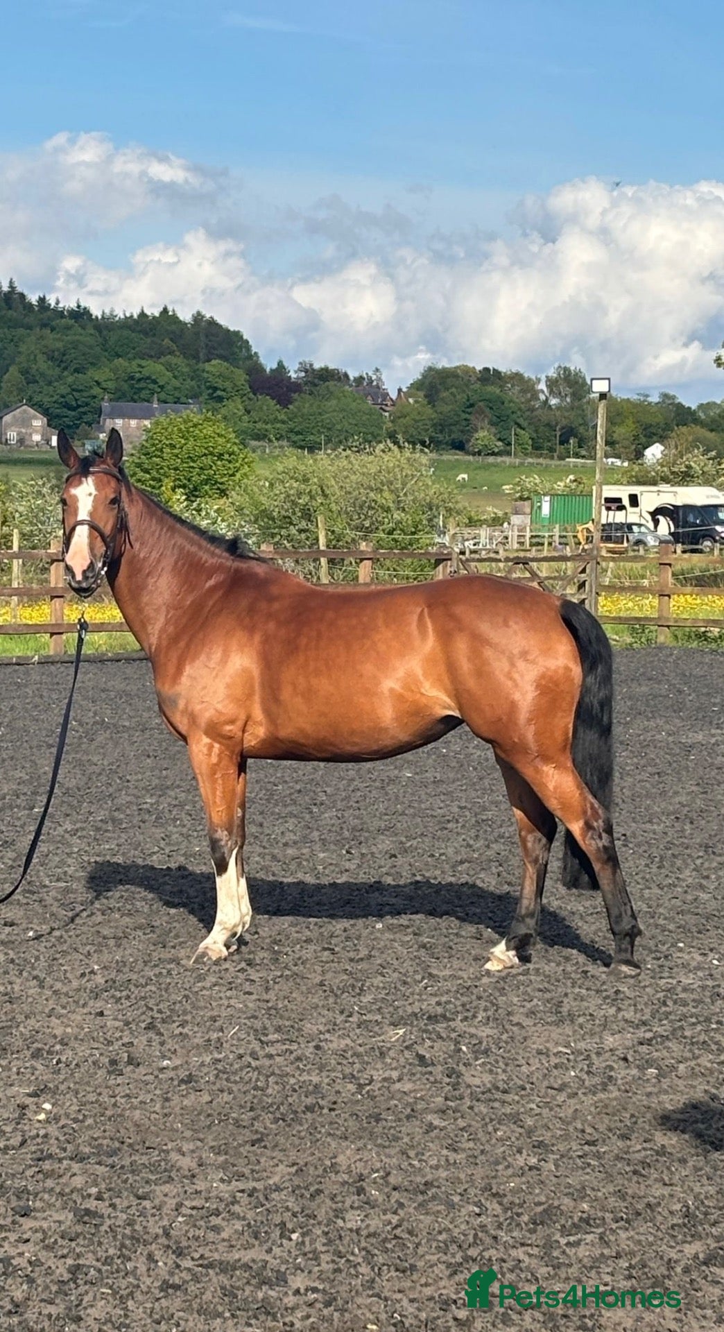 Irish Sports horses 16.1h 6 year old mare  - Advert 8