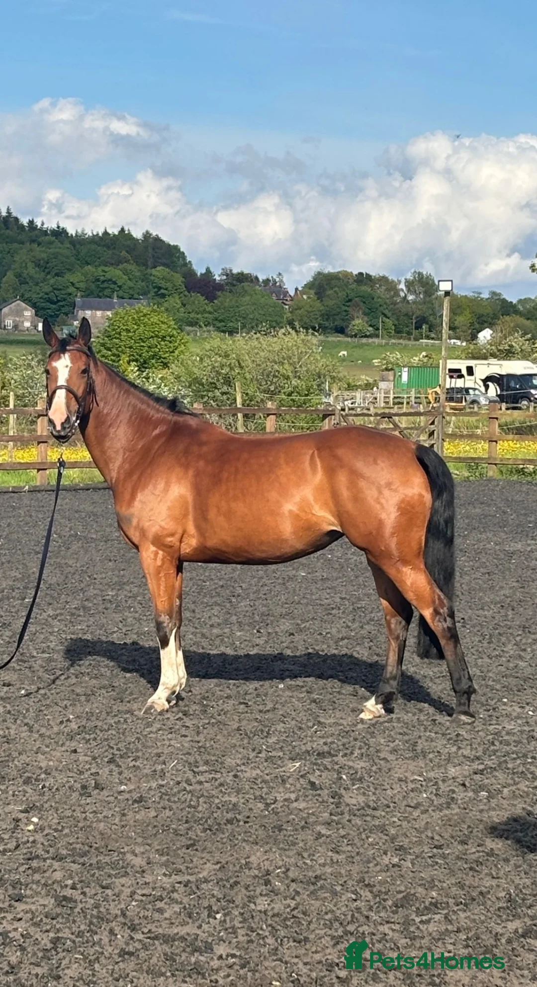 Irish Sports horses for sale: 16.1h 6 year old mare  in Chorley - Advert 1