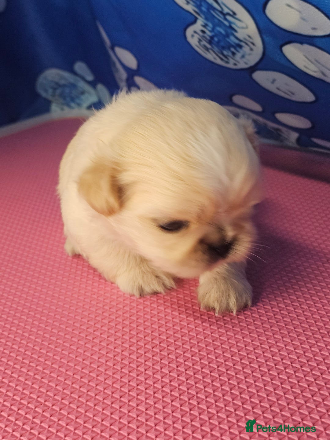 Shih Tzu dogs for sale: Pedigree smallest possible size Shih Tzu - Advert 12