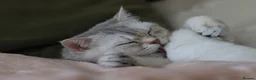 Scottish Fold cats for sale: Scottish fold  - Advert 7