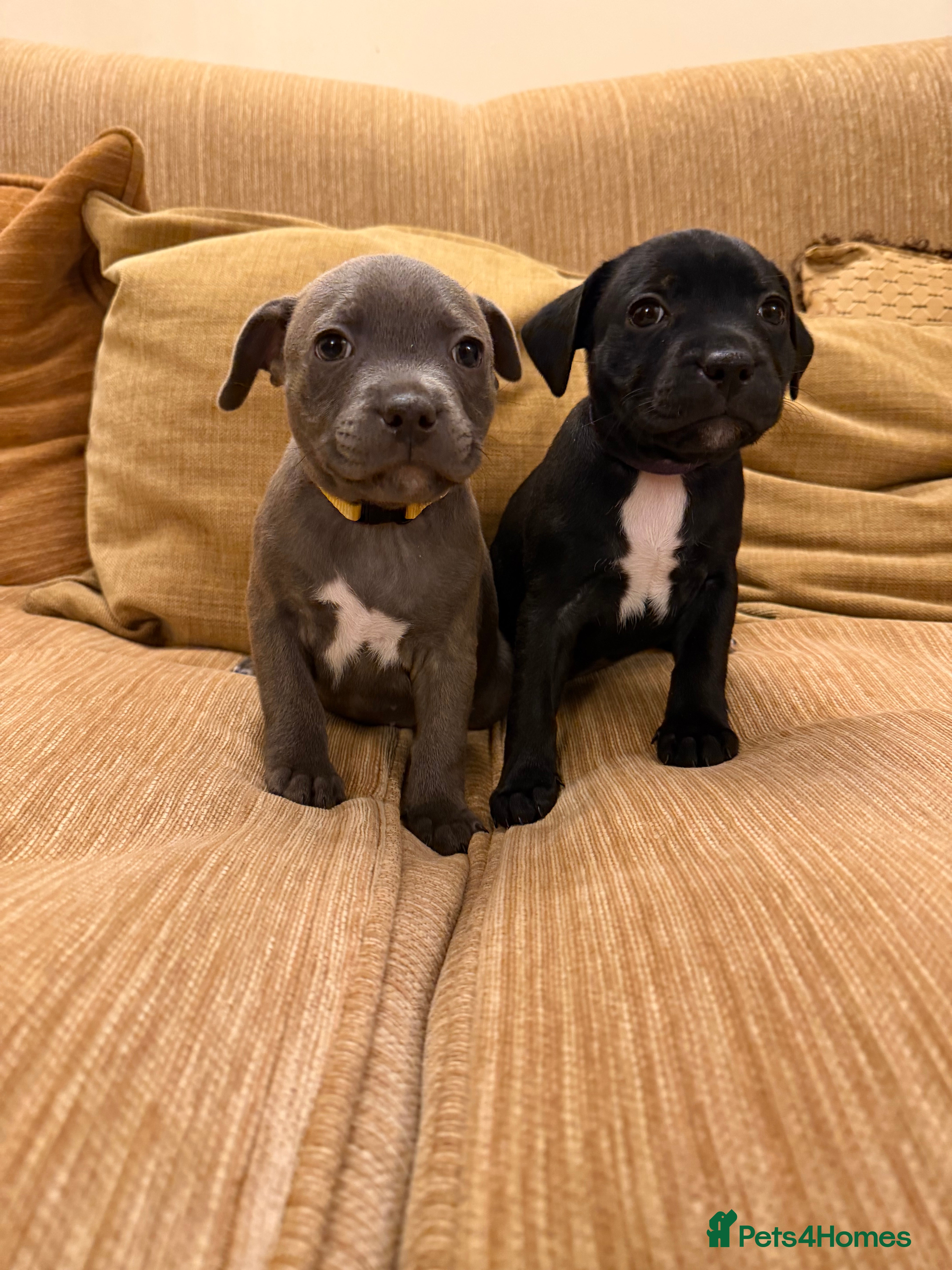 Staffordshire Bull Terrier dogs Health Tested Clear Staffordshire Bull Terrier's - Advert 4