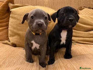 Staffordshire Bull Terrier dogs Health Tested Clear Staffordshire Bull Terrier's - Advert 2