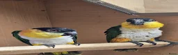 Parrots birds for sale: Black Headed Caiques - bonded pair - dna sexed - Advert 4