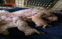 Cockapoo dogs for sale: F1b cockapoos ONLY 1 boy left READY NOW - Image 6