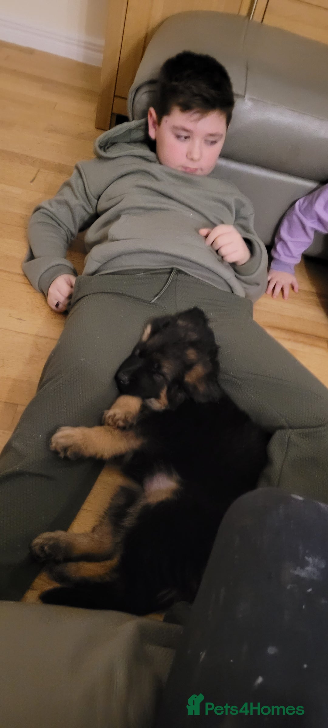 German Shepherd dogs for sale: German Shepherd puppies - Advert 4