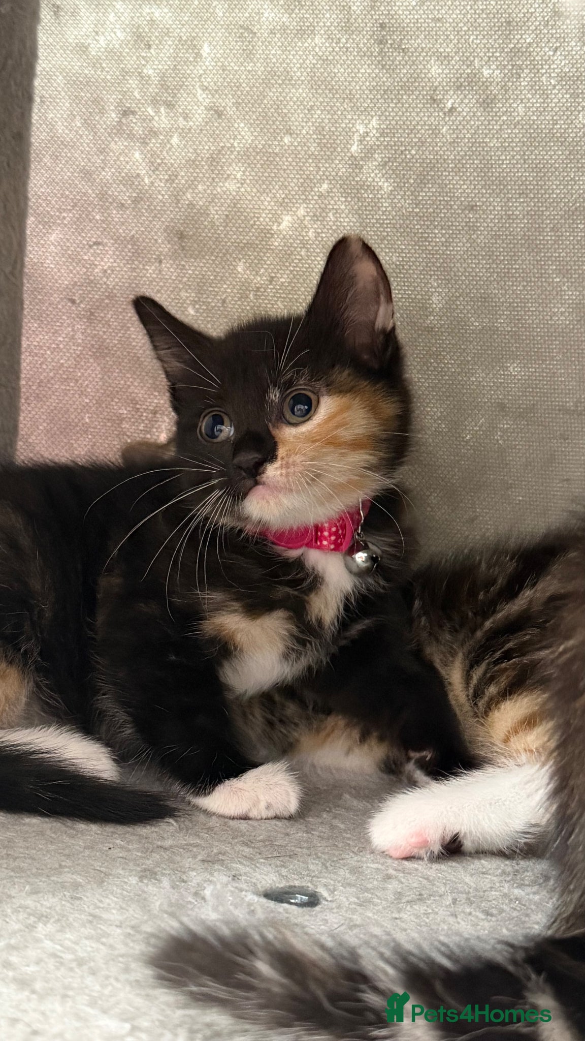 Mixed Breed cats 💗Bengal Mix ready to reserve💗 - Advert 6