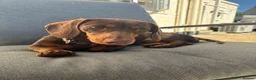 Miniature Dachshund dogs for sale: Gorgeous little girl in Lechlade - Advert 6