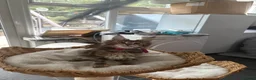 Maine Coon cats for sale: Show quality Maine coon kittens - Advert 9