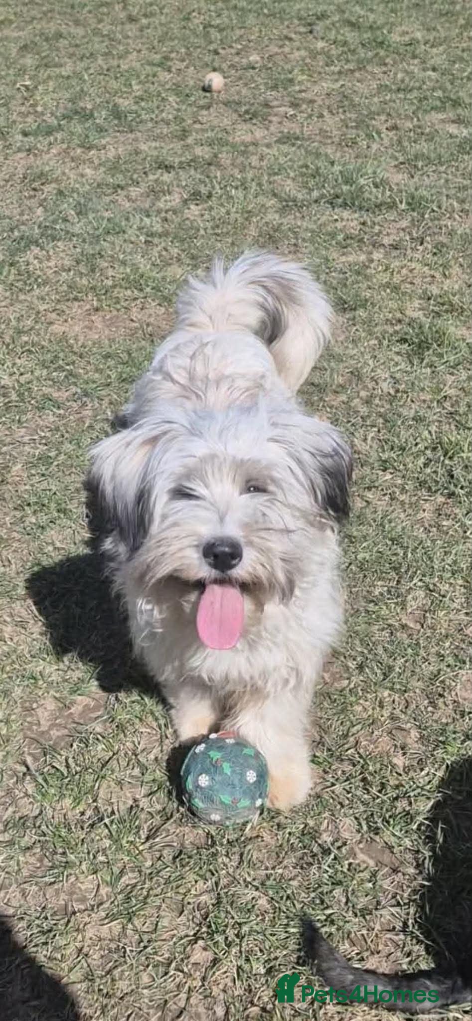 Mixed Breed dogs TEDDY-small v friendly/ loves kids&dogs/ playful - Advert 2