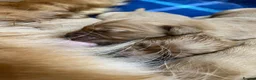 Golden Retriever dogs for sale: KC Golden Retriever Fox Red Working Pups - Advert 14