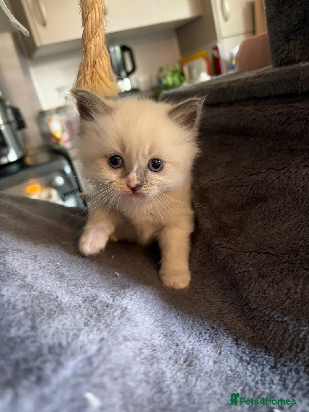 Ragdoll cats for sale: Beautiful ragdoll kittens  in Perth - Advert 10