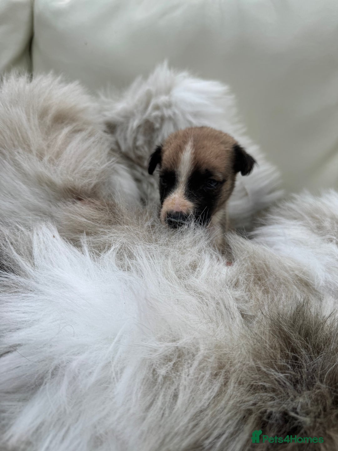 Mixed Breed dogs for sale: 🐾 Beautiful Whippet x Collie Puppies! 🐾 - Image 20