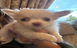 Chihuahua dogs for sale: Blue eyed beauty Russian import chihuahua  - Image 2