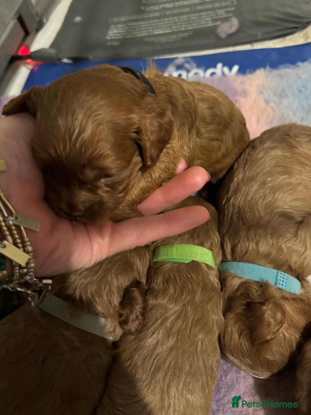 Cavapoo dogs for sale: Cavapoo puppies fully health tested parents - Image 12