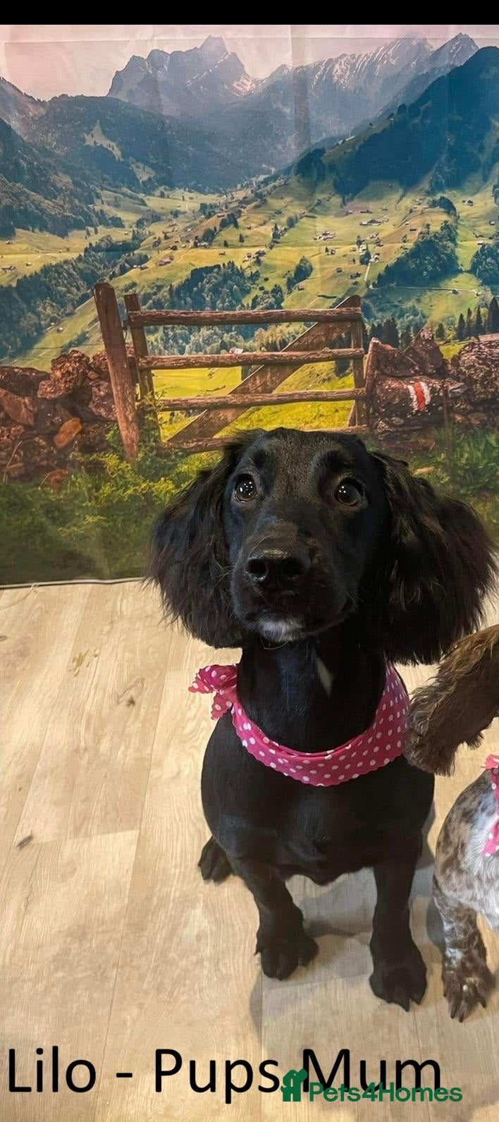 Cocker Spaniel dogs 4 Working Cocker Spaniel pups - excellent pedigree - Advert 2