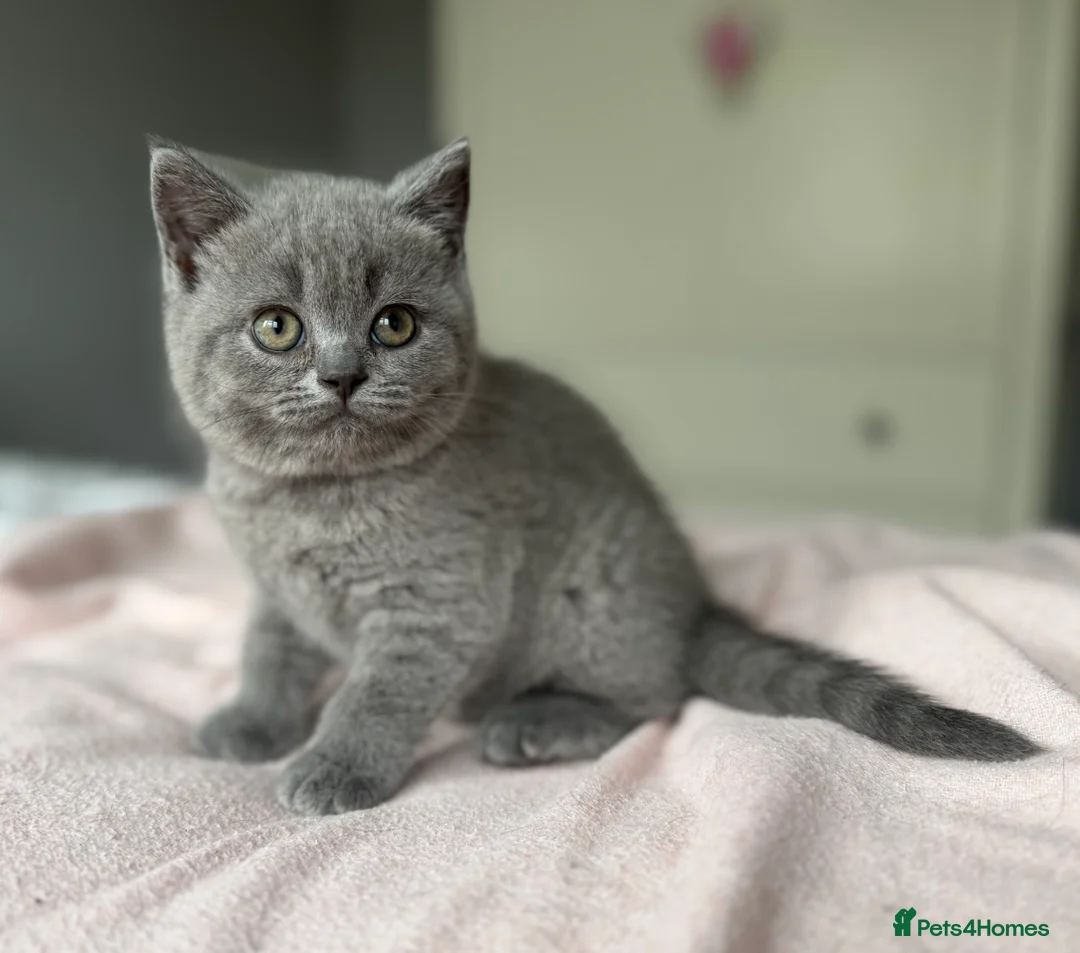 British Shorthair cats for sale: GCCF registered British Shorthair Kittens - Advert 8