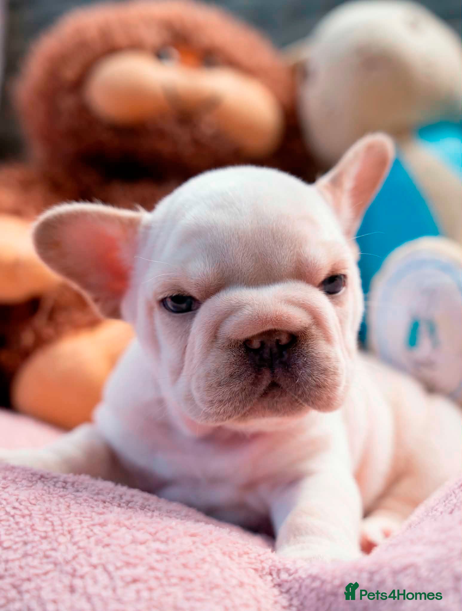 French Bulldog dogs  **  French Bulldog  - Advert 2