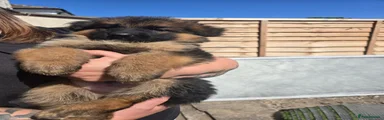 German Shepherd 8