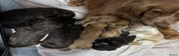 Cockapoo dogs for sale: Beautiful cockerpoo puppies - Advert 2
