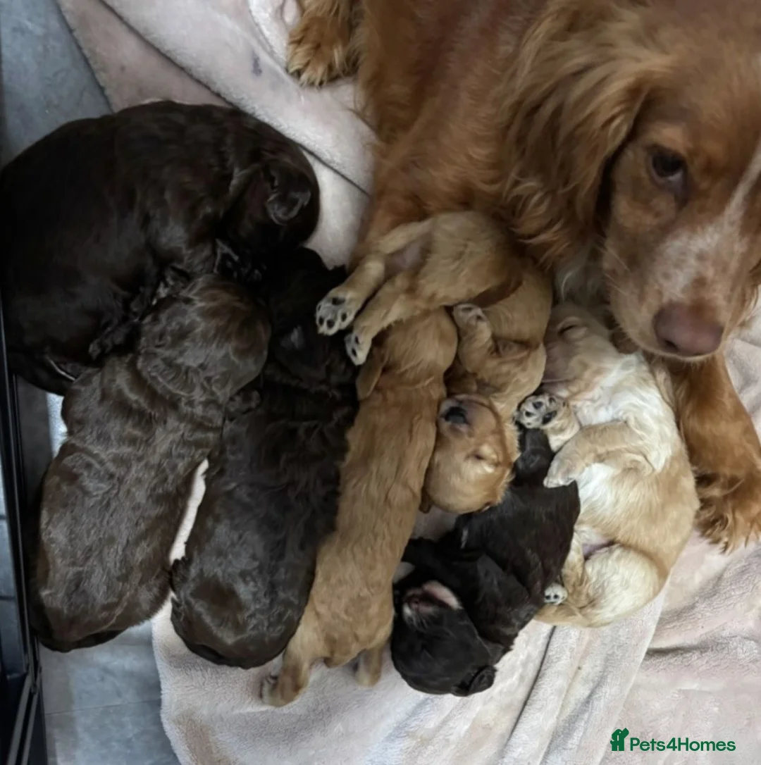 Cockapoo dogs for sale: Beautiful cockerpoo puppies - Advert 2