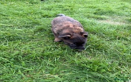 Belgian Shepherd Dog dogs for sale: Belgian malinois - Image 12