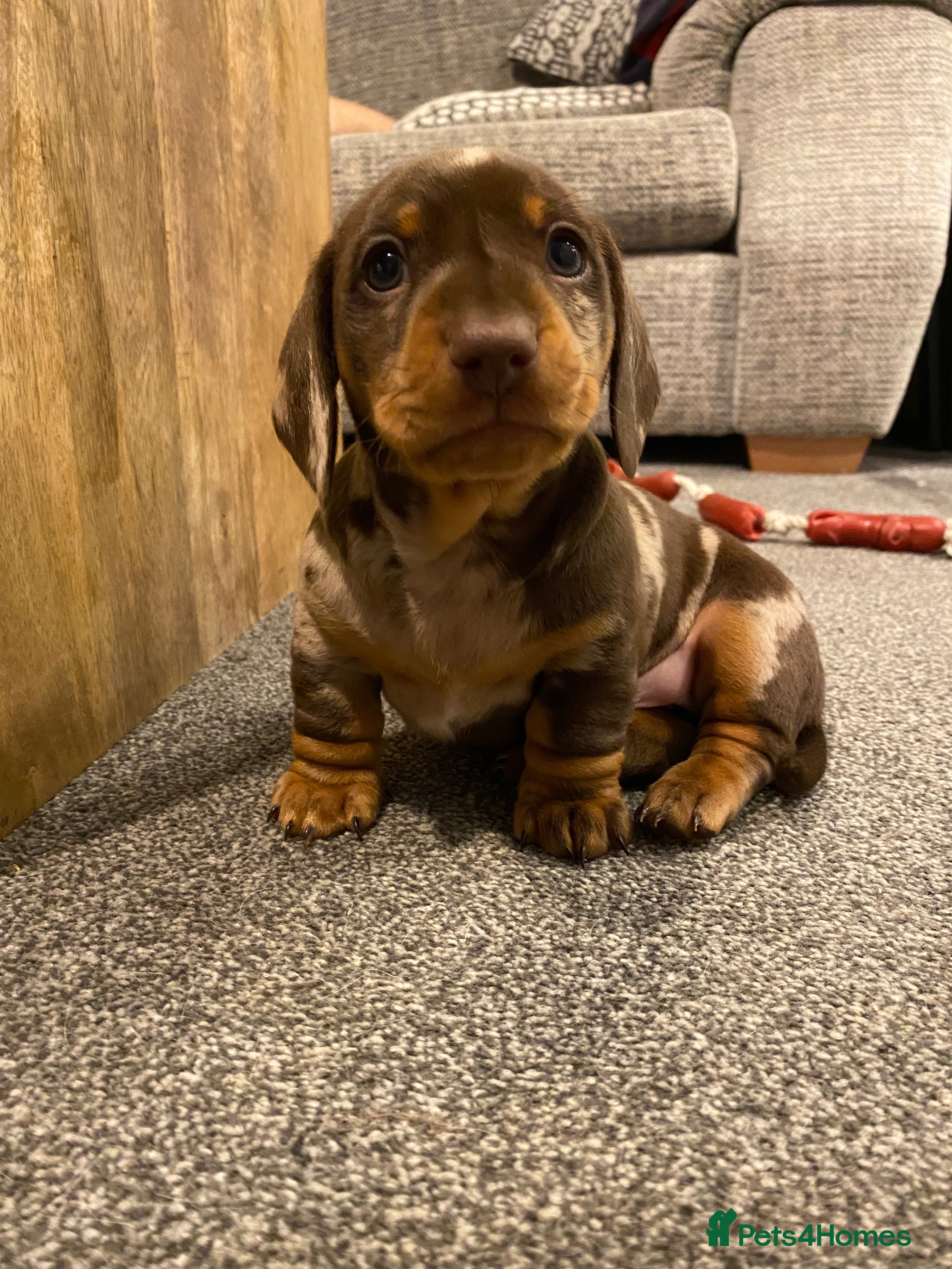 Miniature Dachshund dogs 1 male 1 female KC registered puppies  - Advert 10